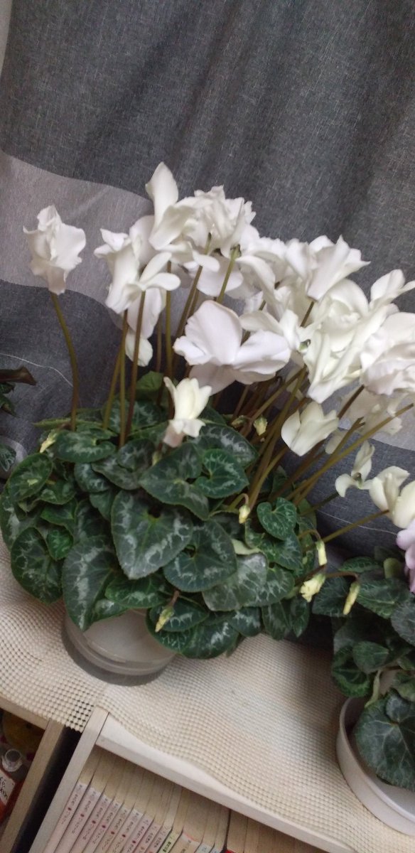 pumpkingdom666's tweet image. おや、蕾の花の背が伸びたかな？
近々、緑色のアイスプリンセスをお迎えしたいな。
薄いピンクのシクラメンと並べると、とても映えます。

#シクラメン
#ネオゴールデンボーイ
#シクラメン好き
#花のある生活