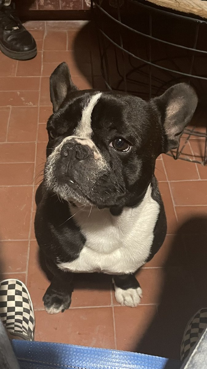 Doy en adopción porque es francés y yo no vivo con perdedores