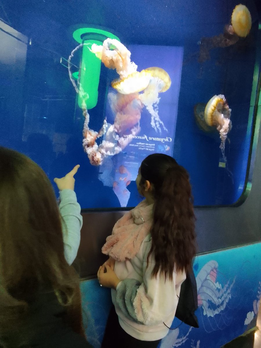 Fund_Flors's tweet photo. OCEANOGRÀFIC 🐟🐠🐡
Torn dels cursos de 3r i 4t d'ESO per visitar l'@oceanografic_vl i gaudir de les seues instal·lacions, la fauna i tot el coneixement sobre el món marí.

#FundaciónFlors 
#CalidadEducativa 
#oceanogràficovalència🐳🐋🐟🐠🐡🐙🐚🐬 
#enstenim🫂🧡 
#nostenemos🫂🧡 https://t.co/HFYdPIuTAu