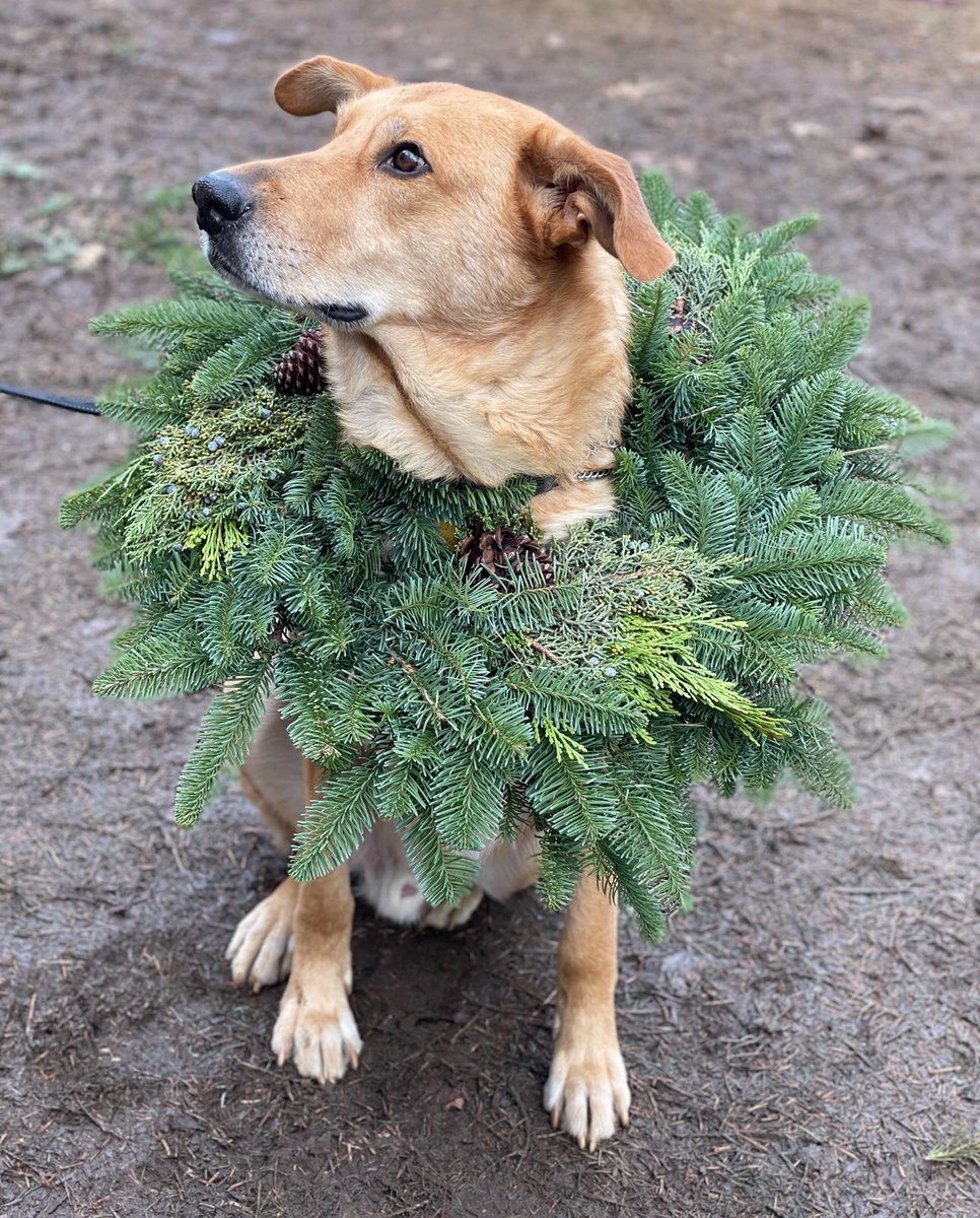 applenat's tweet photo. @dog_rates @Trupanion This is Guthrie, just trying on a wreath and hanging out. Didn’t mind it at all. https://t.co/VljudTQn7p