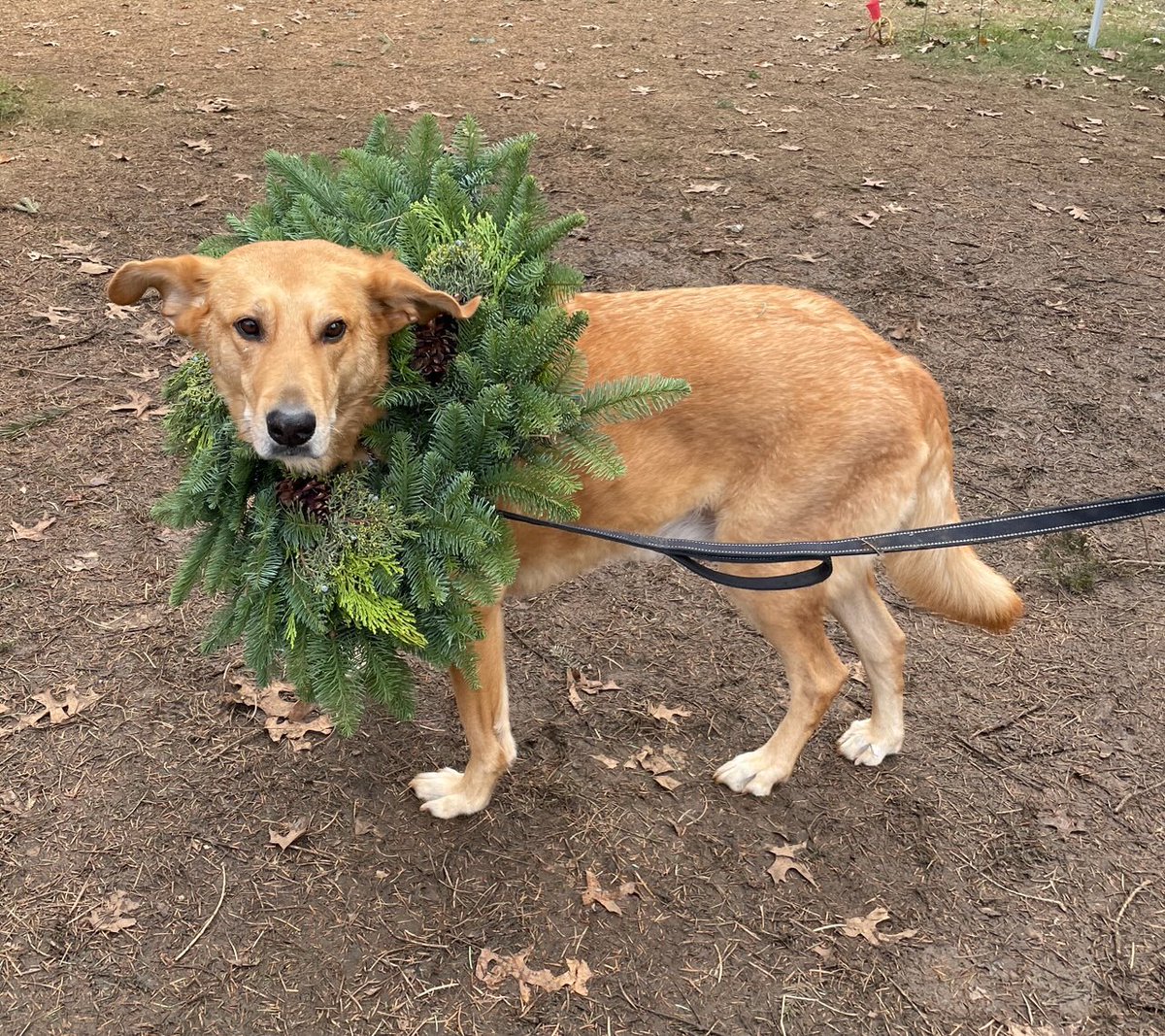 applenat's tweet photo. @dog_rates @Trupanion This is Guthrie, just trying on a wreath and hanging out. Didn’t mind it at all. https://t.co/VljudTQn7p