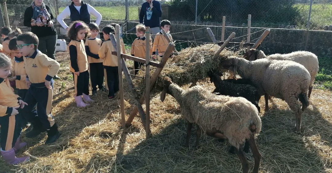 es_cda's tweet photo. Que bé ens ho hem passat! Moltes coses noves hauran après les nines i nins del #cceiitaca 6è EI.
Gràcies @miquel.vanrell per la teva aportació #granjasoncarbo
Han vist com és una granja de vaques, com han de tenir cura d'elles i dels animals de la granja del @cda_espalmer 💚🌏 https://t.co/8lYqzZnXqC