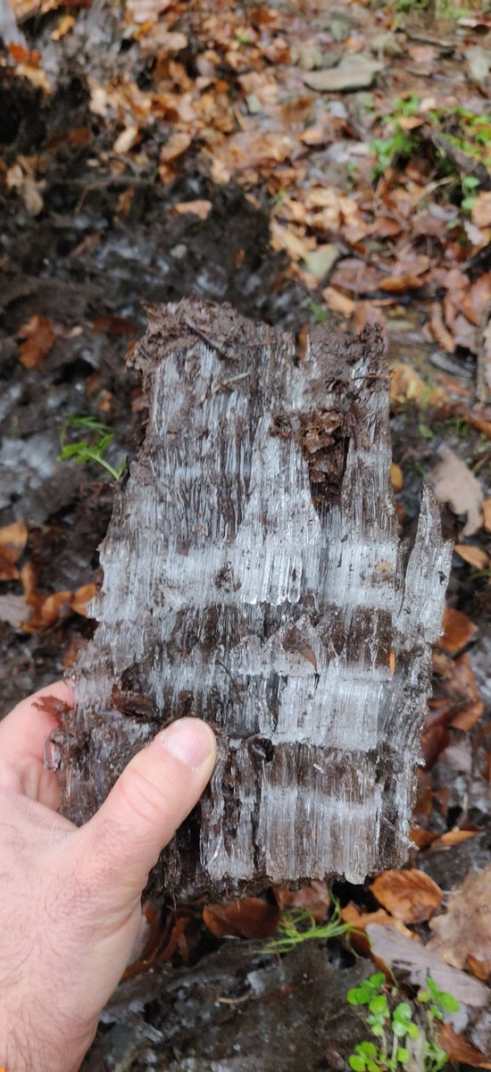 Subsolum's tweet photo. Amazing #IceNeedles in #Weierbach catchment this morning https://t.co/rFkx3v7bEj