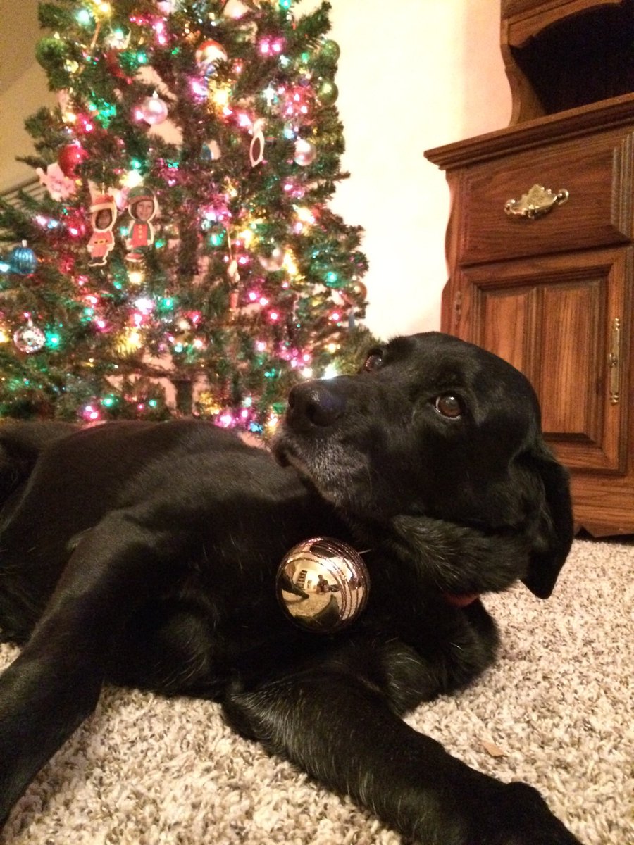 rorabaugh's tweet photo. @dog_rates @Trupanion Sophie wasn’t too sure about adding this holiday bling to her collar. 😂 (She has since gone on to sit by the great Christmas tree in the sky. I miss that sweet girl. ❤️) https://t.co/I2PnNOZ80w