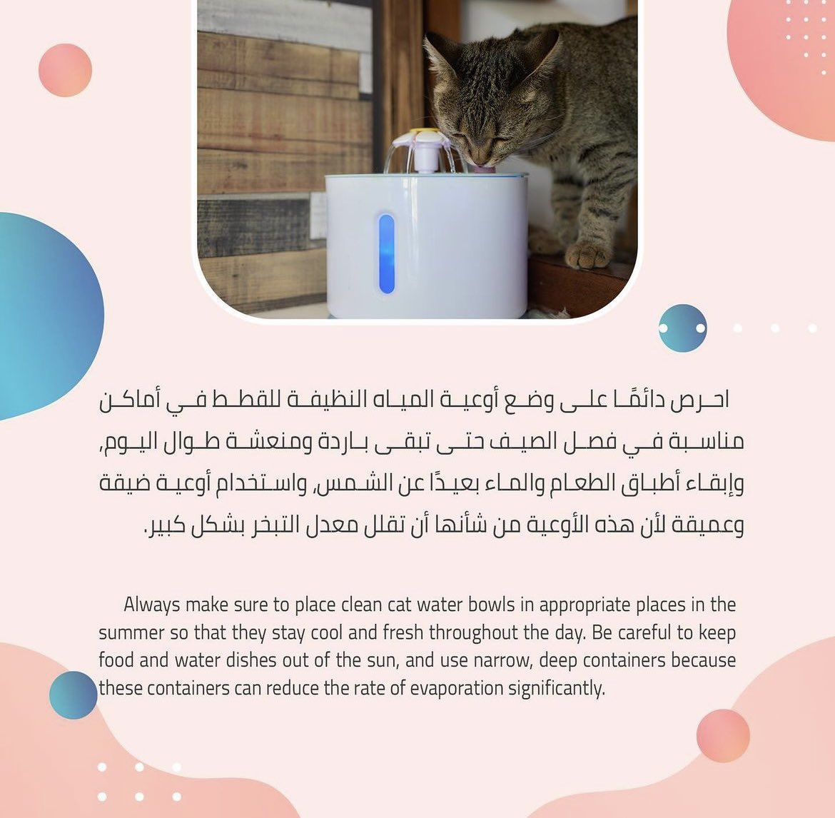 Alanood91's tweet photo. 🐈🤍🐾 https://t.co/ZMJ74lvFs6