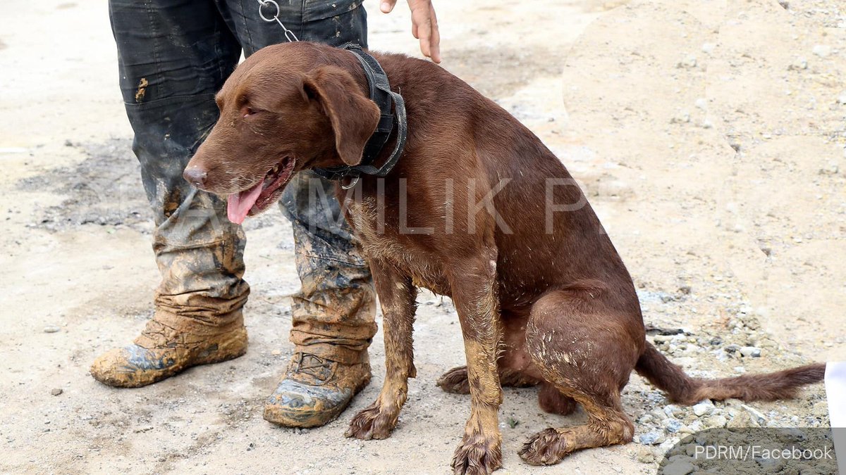 NewsBFM's tweet photo. 1. BATANG KALI: An animal lover has delivered a van full of pet food for the K9 tracker dogs, The Star reports.  

"If pet food is in short supply, I would gladly travel to different states to ensure they do not go hungry,” Mohamad Rosli said.

https://t.co/fBz8eYHAOz https://t.co/djQVCwbgoK