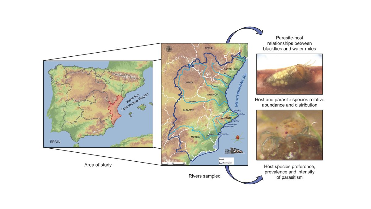 DavidLPSimuliid's tweet photo. Discover the latest #research on #Simuliidae and #Hydrachnidia, published by the Laboratory of Entomology and Pest Control from @ICBiBE_UV with @SpringerNature in Parasites & Vectors, available in open access @BioMedCentral, read and share here: https://t.co/QpI9OOajaE. https://t.co/wtpPjUqCHl