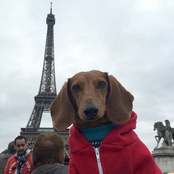 salsichinhas's tweet photo. Como fala salsichinha em francês? https://t.co/MhXPc4DC0d