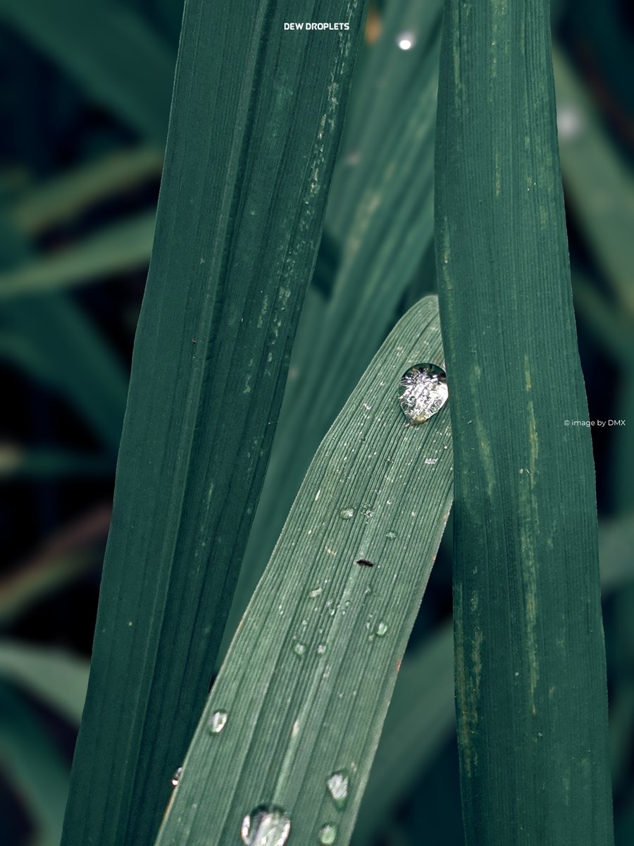 Dmxddrxx's tweet photo. Dew droplets 💧
Every morning they are born on leaves and will die with the sun goes to the top of the sky 🙃
#dew #dewDroplets #waterdroplets https://t.co/TjF6Z0aj7X