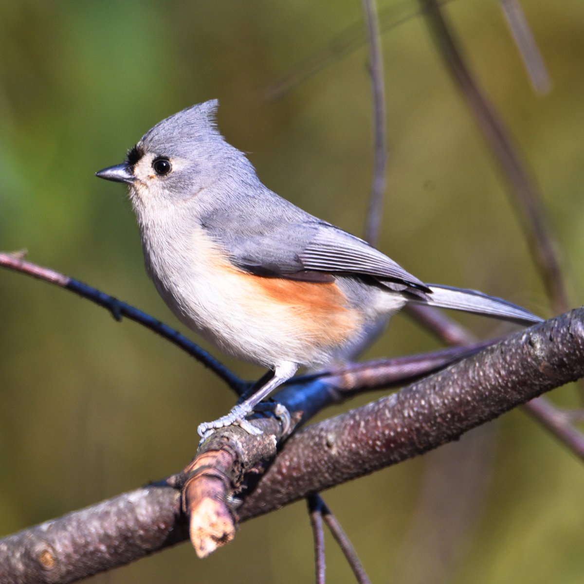 A Tufted-Titmouse who is wondering how in the World he wound up being called a Titmouse and furthermore what is this tufted business all about?

#greensboroboggarden
#tuftedtitmouse
#birdphotography
#birdpics
#birdpicsdaily
#naturephotography
#wildlifephotography
#tuftedtitmouse