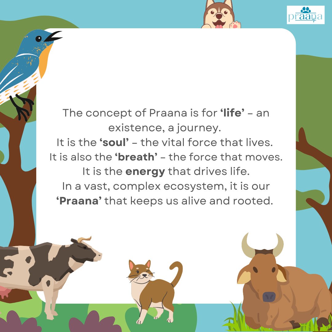 The Praana Animal Foundation tweet media