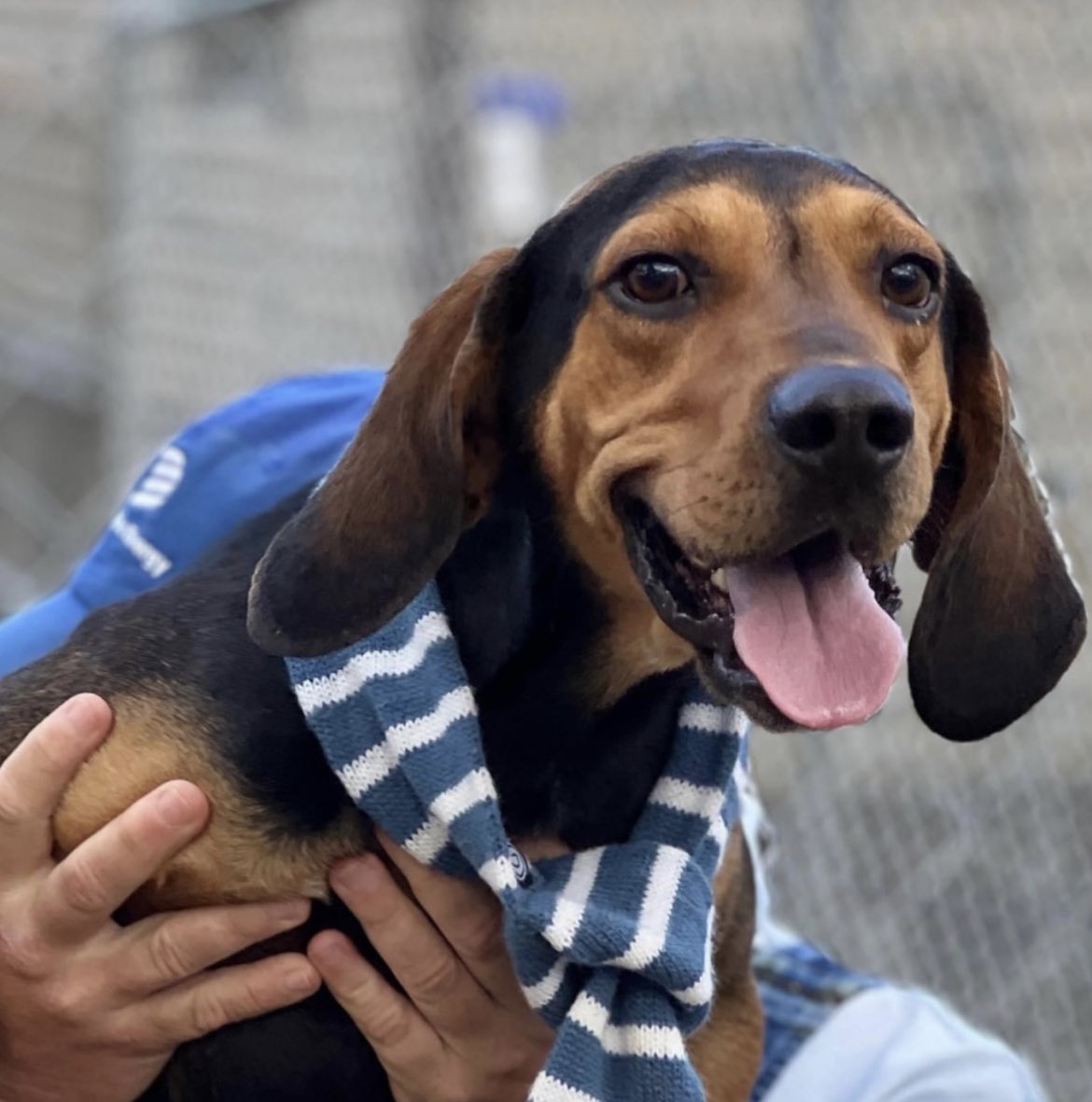 Hobbs is a sweet hound dog who can't wait to find his forever family 💕
🐶 Hobbs is great with other dogs, but would need to be introduced to any potential canine siblings prior to adoption.
🐱 We do know that he isn't a fan of cats and would rather chase them than befriend him.