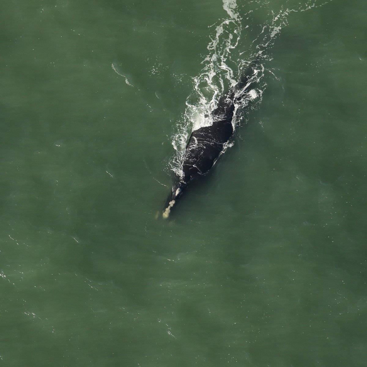 MaxChesnes's tweet photo. A bit of good news from @MyFWC: Beachgoers on Crescent Beach, FL spotted this 1-year-old endangered right whale calf on Sunday 

The calf is now eating solid foods and swimming freely on its own -- "a natural part of growing up" per biologists 

Image: FWC https://t.co/aapaeXcl1b