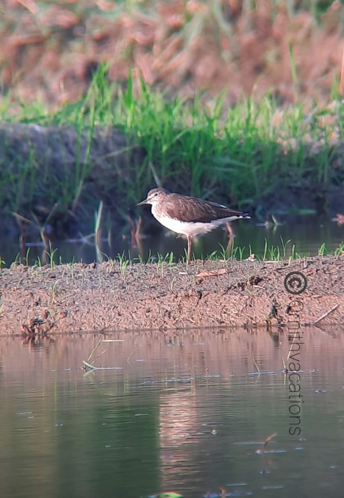 Ornithvacations~ Birding & Wildlife Holidays tweet media