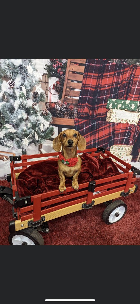 katiefreadrich's tweet photo. @dog_rates @Trupanion Rosie Posie https://t.co/80isiTWI6v