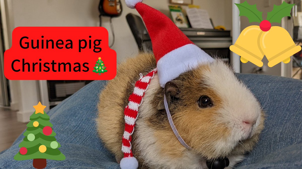 Humoschannel's tweet image. クリームとジンジャーでクリスマスパーティーを開催🎄
#guineapig #pet #モルモット #小動物 #癒やし
動画はコチラ⬇
youtu.be/b4uxEmNY_3I
