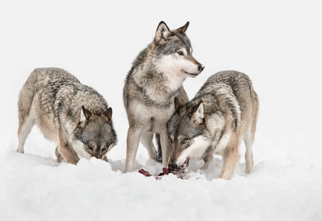TrulsGulowsen's tweet photo. Dagens skuffende ulvevedtak presser nok en gang Norges ulvebestand til rovdyrforlikets absolutte minimumsnivå, i et år hvor all ulv i ulvesona burde fått leve. Et lite lyspunkt er at Regjeringen lar den veletablerte Mangen-flokken leve videre. #jatilulv  https://t.co/IbuLDIuxfR https://t.co/Sdr5W5VRd0