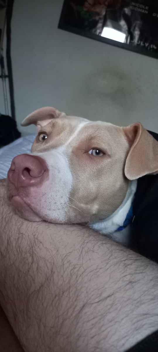 Bullys are dangerous dogs apparently (apologies for cheeky leg)