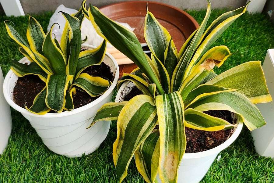 SucculentAlley's tweet photo. Snake Plant Turning Yellow and Soft: 7 Causes and Solutions https://t.co/i9ufG4M081 https://t.co/846ZhBVL0r