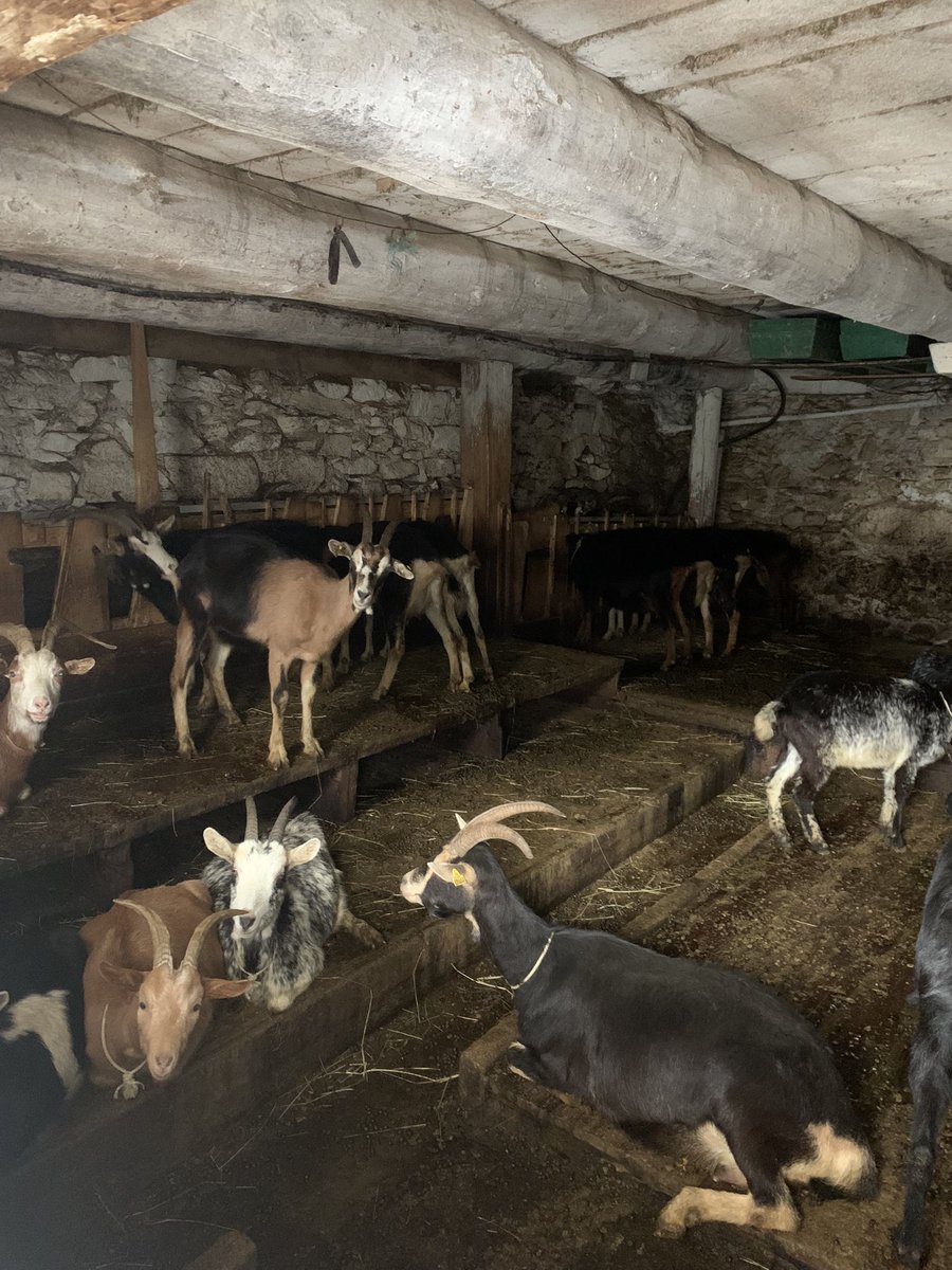 Evidentment li hem comprat formatge de cabra i vaca.Les cabres les té a sota casa seva, les vaques a baix al poble.Anar a les granges dels Alps francesos és com retrocedir 30 anys al Pirineu de casa nostra, la diferència però,és que a Catalunya la legislació s’ho ha carregat tot.