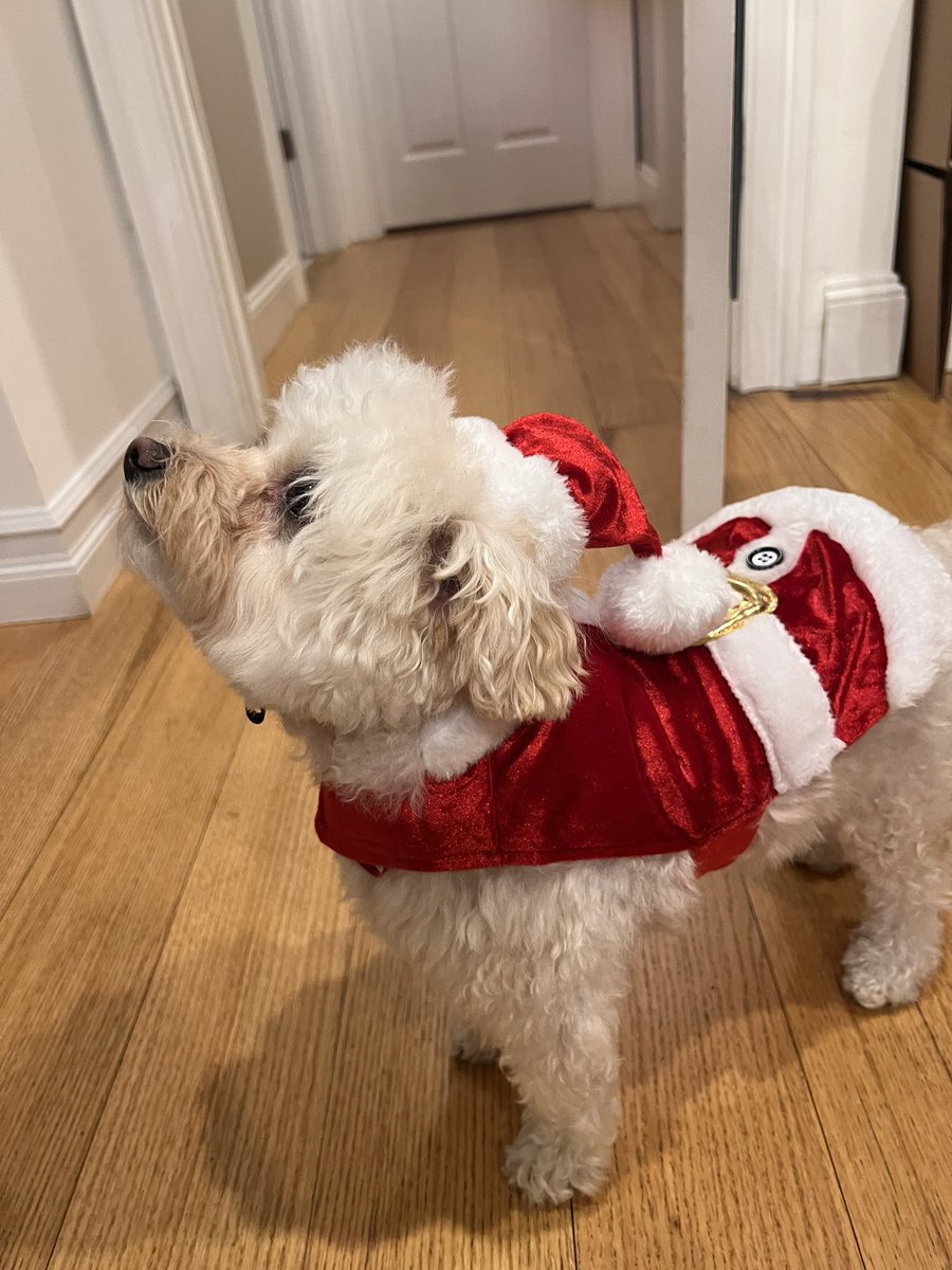 skydemm's tweet photo. @dog_rates @Trupanion This is Otis… or maybe this is Santa… Not sure hard to tell https://t.co/vCfFjymFMA