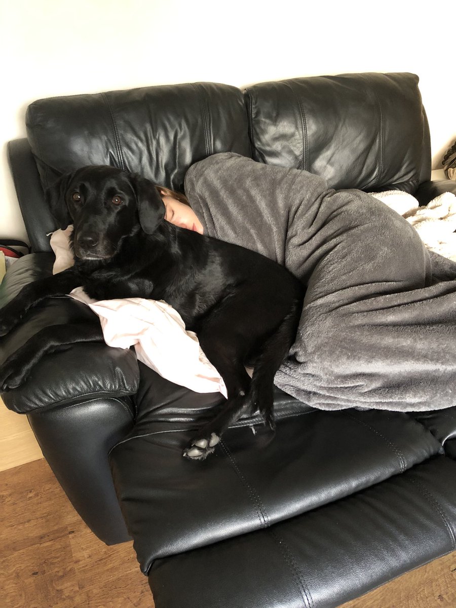 JetBlackLab2019's tweet photo. Small human is very pawly today ☹️I have assigned myself nurse duties on the sofa.Humum had to take her to the people vet twice since last night #dogsoftwitter #dogs #labradorretriever #nursingduties #sickhuman #cuddles https://t.co/c00nH6y9V7