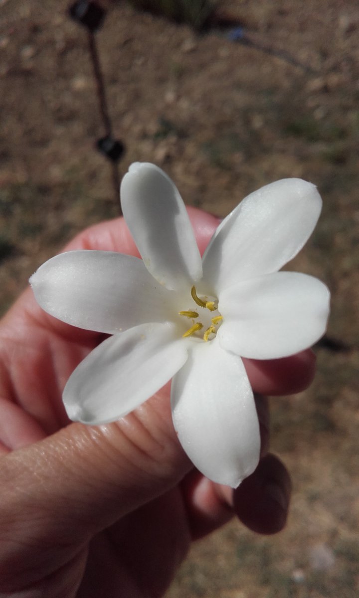 Recrutements réussis pour la 3ème année consécutive pour les employeurs des Fleurs d'Exception des Pays de Grasse organisés par @poleemploi_VAR #Draguignan
▶️18 personnes présentes
▶️17 entretiens réalisés 
Des employeurs 💯% satisfaits 👍