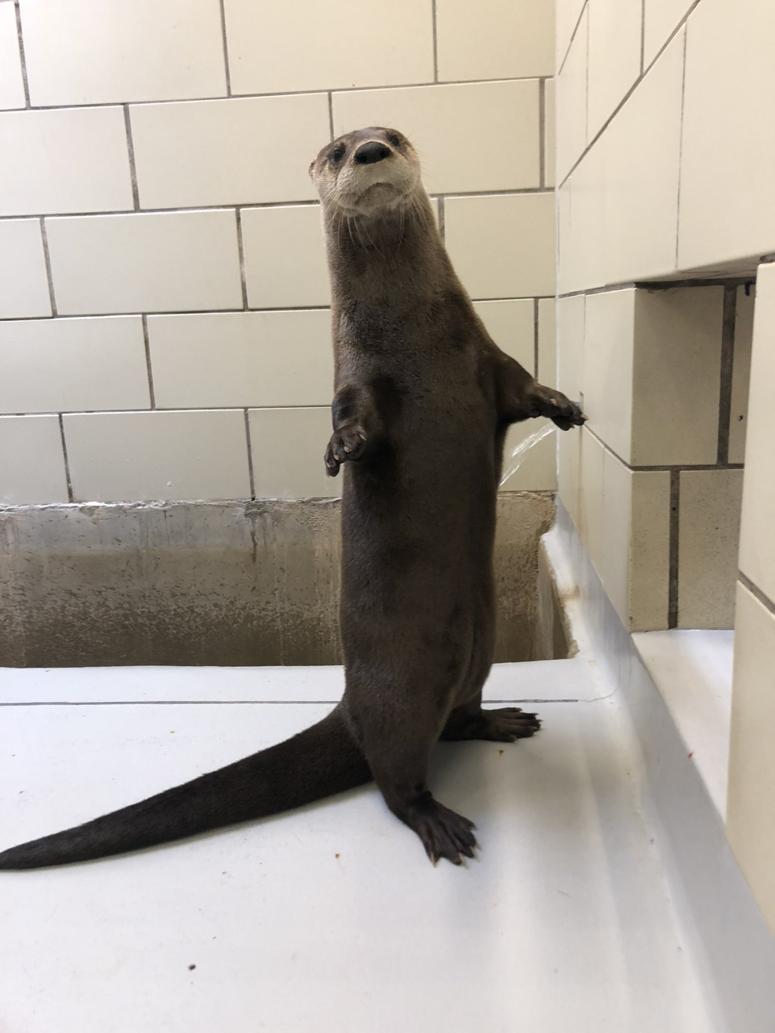 buffalozoo on Twitter: buffalozoo on Twitter: