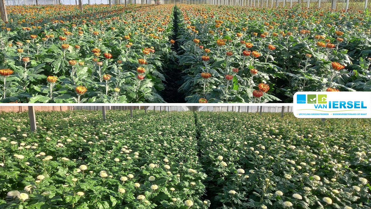 Deze foto’s kregen we toegestuurd van sierteeltkwekerij Hermens. In samenwerking met <a href="/Telermaat/">Telermaat</a> hebben we hier door middel van een BodemBalansAnalyse een Vigro receptmix geleverd. Deze is na het stomen op de bodem gebracht. Het resultaat is een uniforme partij met goede kwaliteit