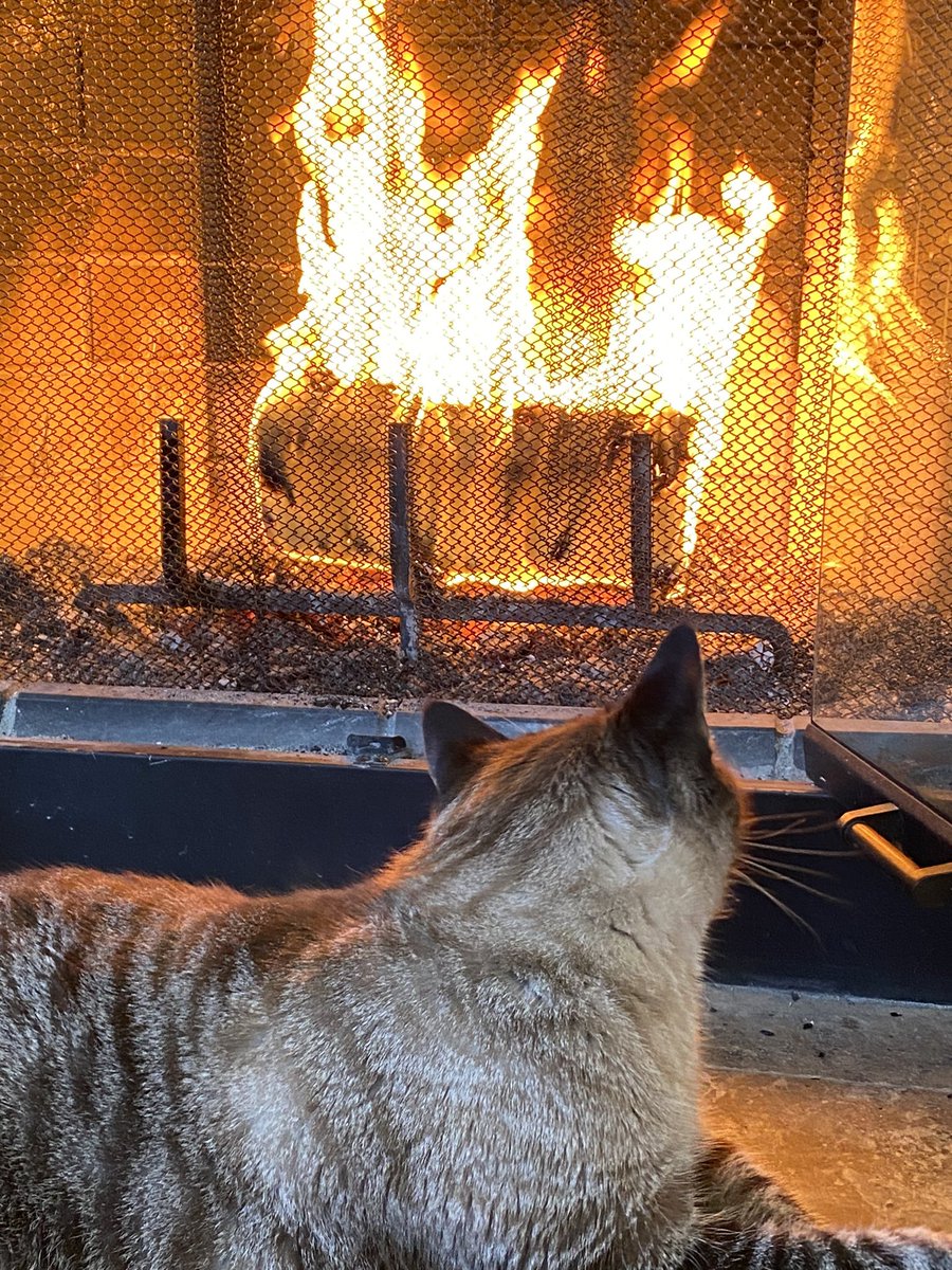 👣🐾🐾DS🌹 tweet media