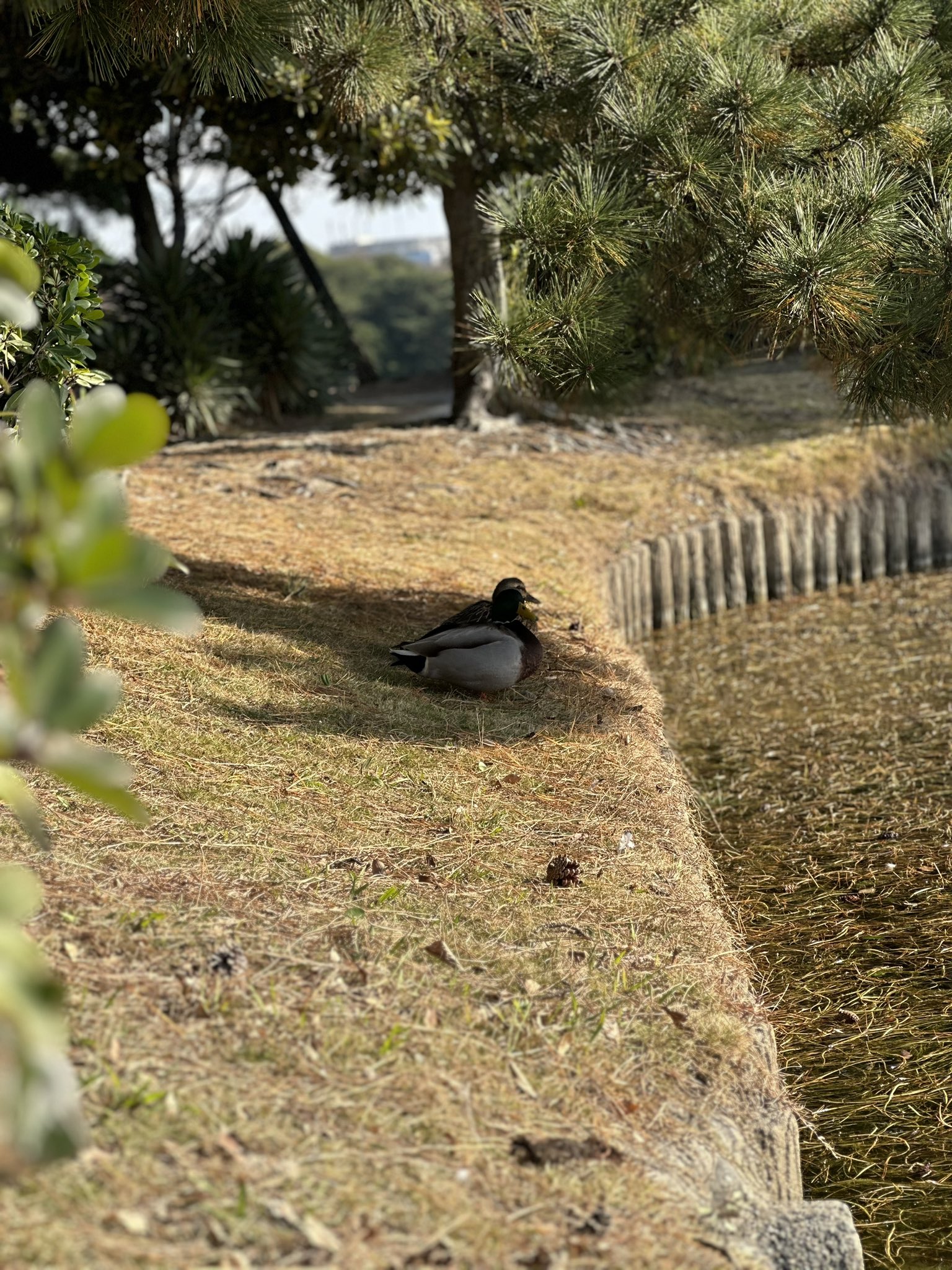 FkbbTDvaAAAxNjS?format=jpg&name=large