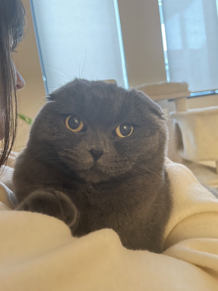 raaaaada1001's tweet photo. 実家のねこぴ🐾
もうすぐ１歳なんだって、かわいー♡ https://t.co/ZxAfk0eCx9