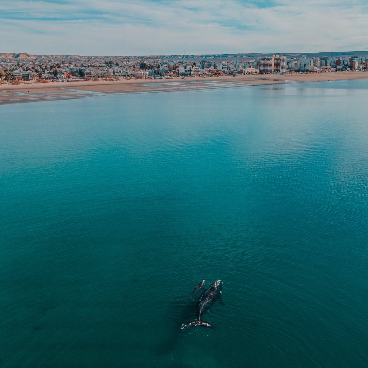 MarcosGrosso's tweet photo. TEMPORADA RÉCORD  DE BALLENAS
Esta Temporada de Ballenas en #planetamadryn fue la mejor de los últimos 15 años, arribaron 147.000 turistas de distintos puntos de Argentina y el Mundo que ubicaron a nuestro destino entre los más elegidos del país
📸@NicooGriffiths https://t.co/BTJUh39ZGR
