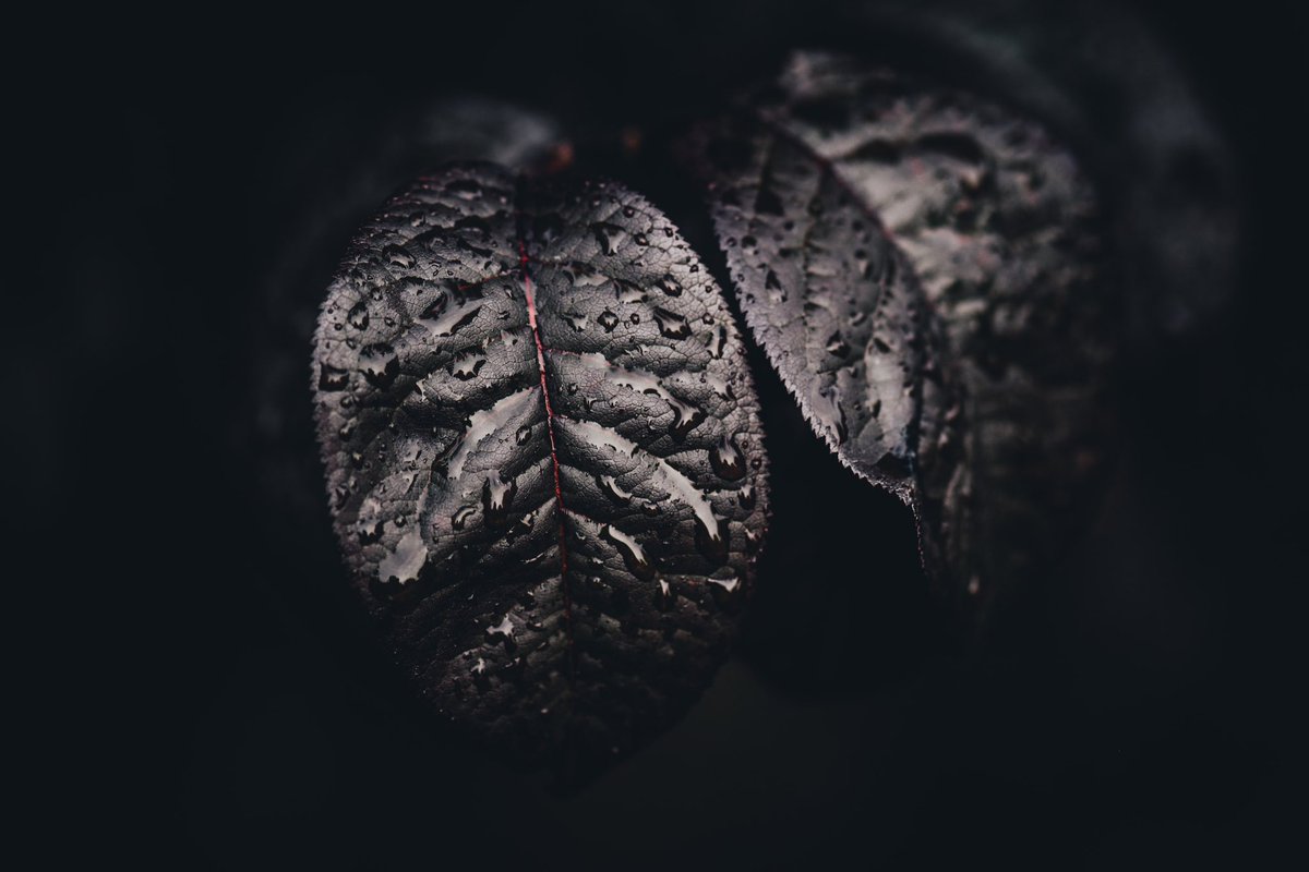 dscvr_unhidden's tweet photo. @Lightroom dark/moody plant photography https://t.co/kz8R4s7ML1