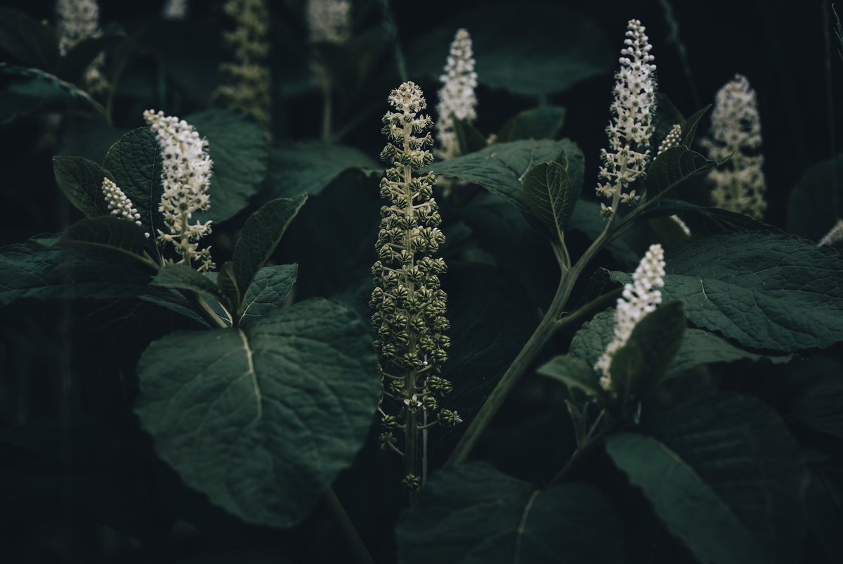 dscvr_unhidden's tweet photo. @Lightroom dark/moody plant photography https://t.co/kz8R4s7ML1
