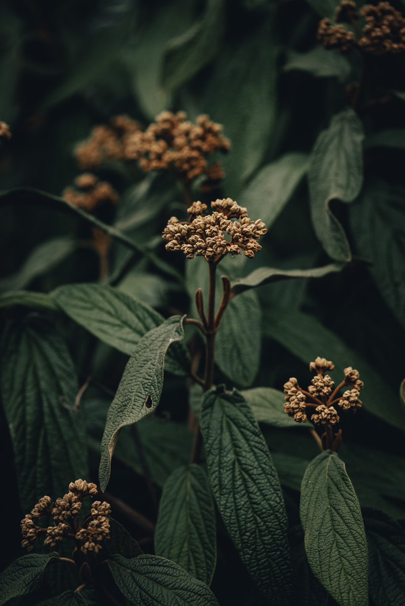 dscvr_unhidden's tweet photo. @Lightroom dark/moody plant photography https://t.co/kz8R4s7ML1