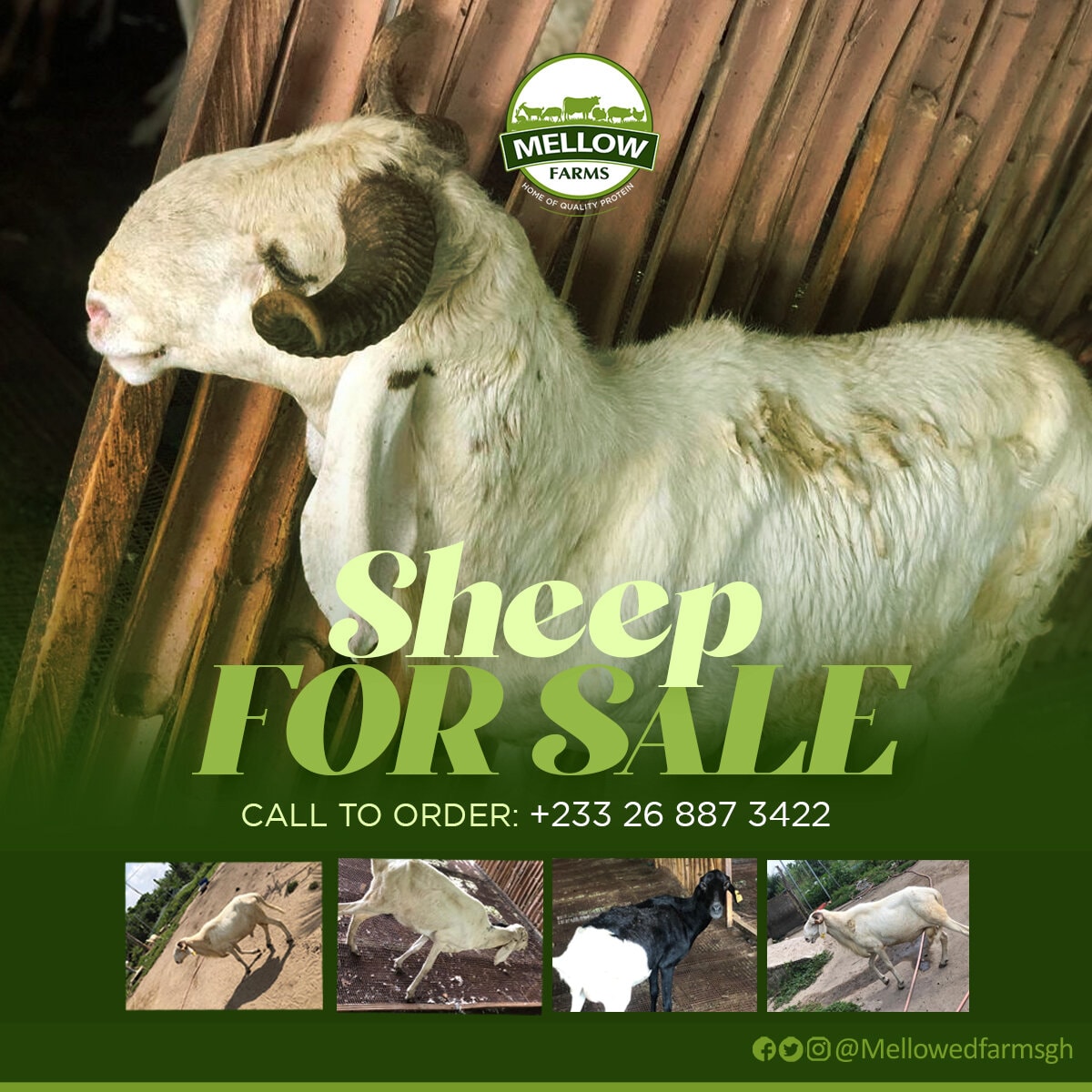 Get your Christmas sheep live or dressed from us today. Call 0268873422 to place your order now!

#QualityProtein
#MellowFarmsGH