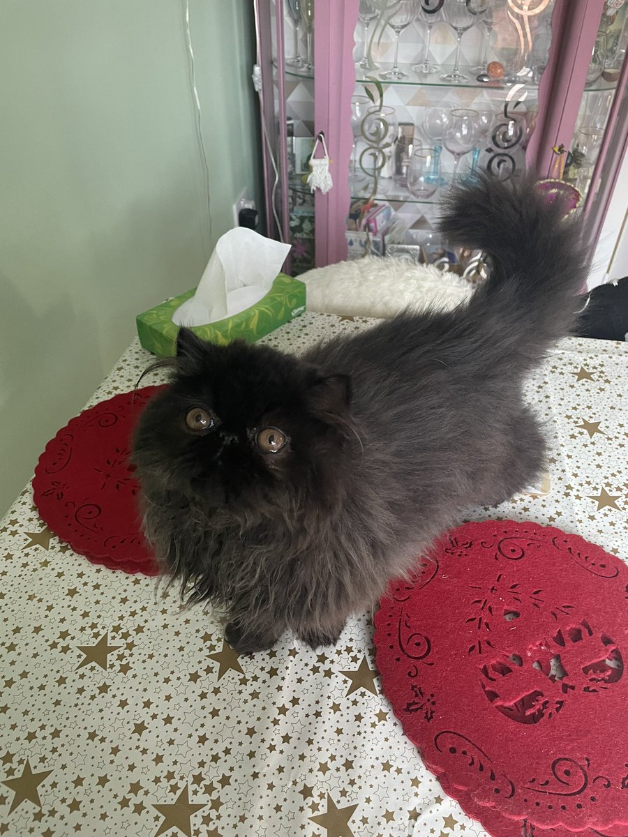 fluffybasil's tweet photo. Hai everyone! Magic here. Iโm settling in nicely ๐ปโจ๐พ #TuesdayMotivaton #catbro @Cleo_sMommy @BloomNight2 @nesjloch @GordonHarmony @Joeybird @Betty_Boo_Kat https://t.co/OIWArm68T2