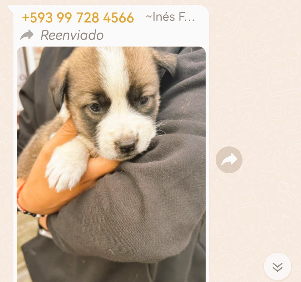 AmandyMacedo's tweet photo. Quien desea un perro lindo llamen adopción voluntaria
No maltrato animal
#amigostar información quito
Porfavor no maltrato animal
#campaña unidos por protección de los animales
#Ecuador @Amanda_Macedo7 https://t.co/egXqaqEBbZ
