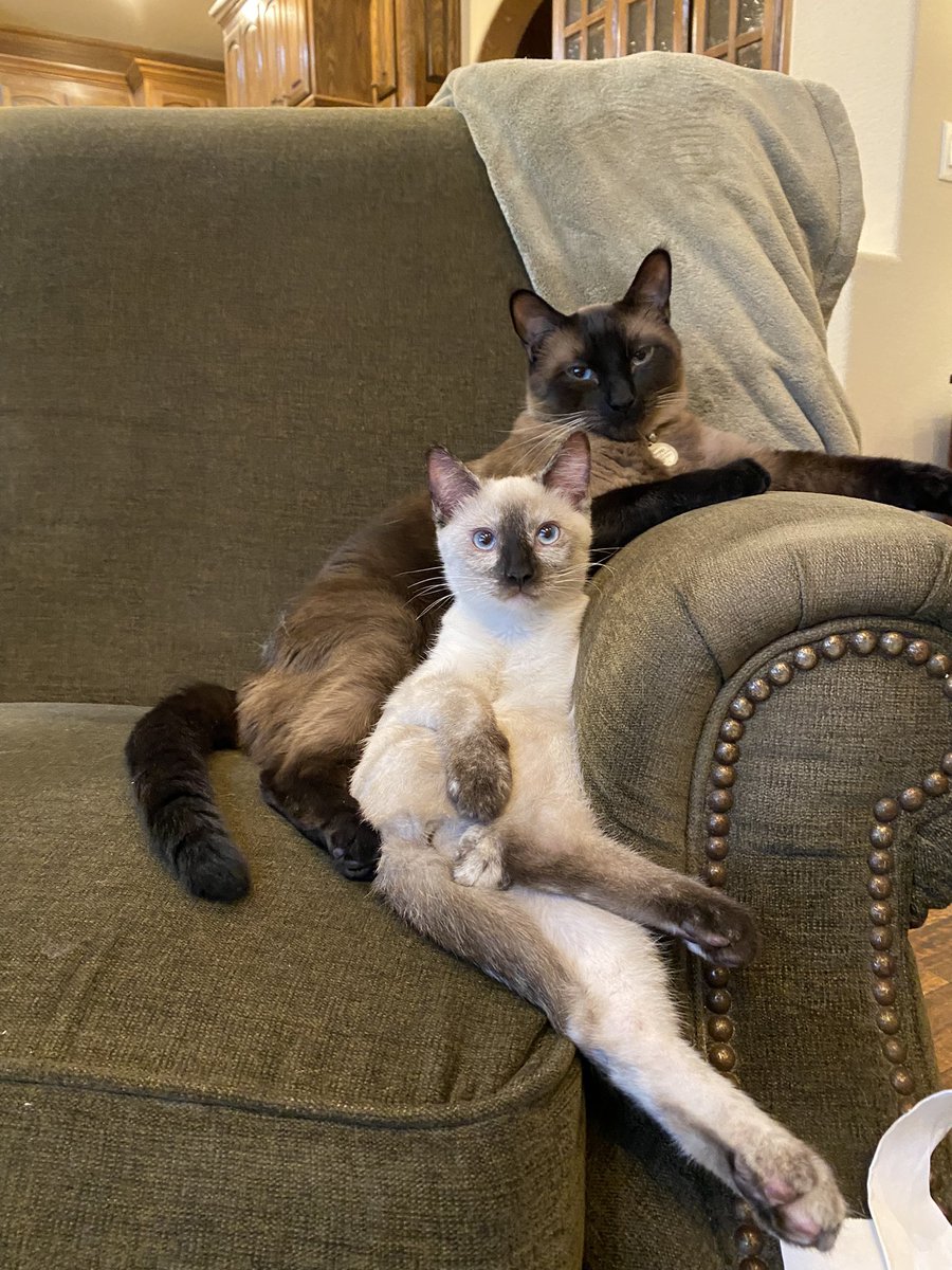ChandraQBrooks's tweet photo. @_We_Rate_Cats Belle and Bug sending you good thoughts as you remember your sweet Grandpa https://t.co/BRSDyC1bht
