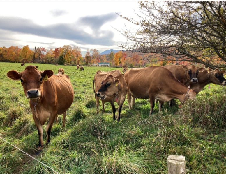 VTAgencyofAg (@vtagencyofag) on Twitter photo New <a href="/USDA/">Dept. of Agriculture</a> Report:
• VT ranked 8th in US for certified organic acres at 203,083.
• VT accounted for 59% of New England certified organic sales with $153 million.
• VT accounted for 55% of national sales of organic maple syrup at $45.3 million.
More: bit.ly/3W58qXL #VT New <a href="/USDA/">Dept. of Agriculture</a> Report:
• VT ranked 8th in US for certified organic acres at 203,083.
• VT accounted for 59% of New England certified organic sales with $153 million.
• VT accounted for 55% of national sales of organic maple syrup at $45.3 million.
More: bit.ly/3W58qXL #VT