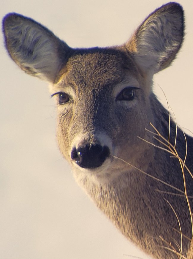 UrbaneForester's tweet photo. @Milla_Rice Whitetail deer in Canada https://t.co/yXSEwQwuLH