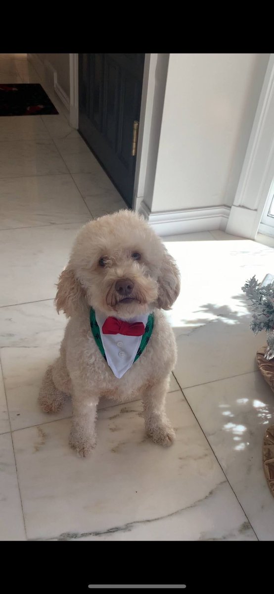 mamamorty's tweet photo. @dog_rates @Trupanion Merry Christmas from Benny who joined our family from #utahhumane. https://t.co/LvjiH83tBP
