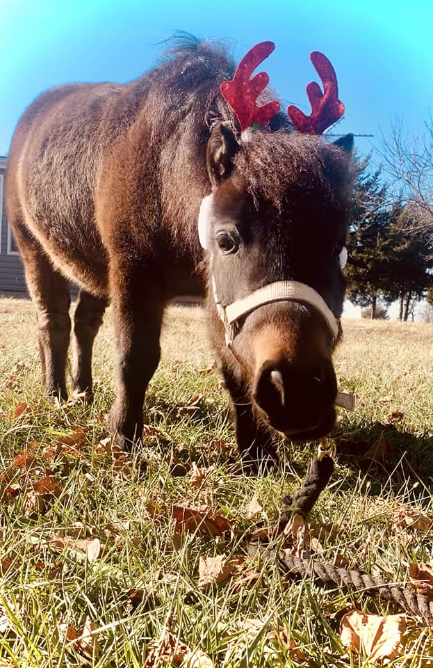 If this doesn't make your day better I do not know what will. 
'Boogie' wishing you all the best holiday season from him and his new family!!