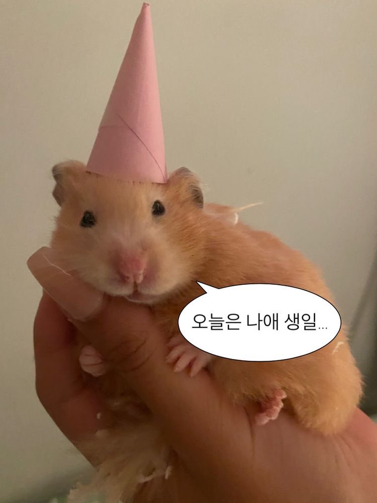 nowizmine's tweet image. HBD to me !! 오늘을 위해 열심히 모은 
생일짤 대방출 🎂🎉🎀