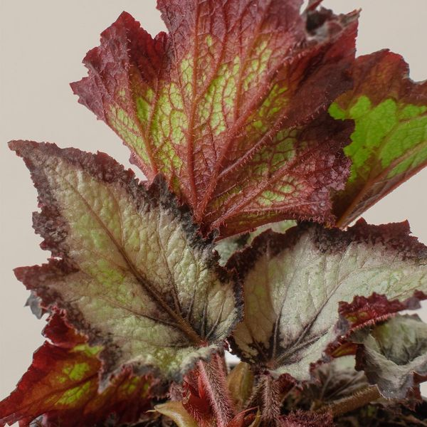 Sundays Deal of the Day🪴 
Today only, enjoy 40% off the new Begonia Jurassic Silver point in your choice of planter both in-shop and online while supplies last!
thesill.com