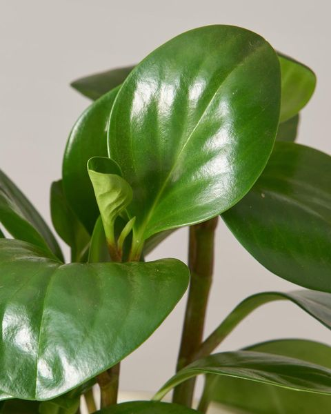 Saturdays Deal of the Day👀
Today only, enjoy 40% off the beautiful Peperomia obtusifolia in your choice of planter both in-shop and online while supplies last!
thesill.com