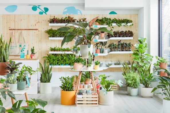 Don’t forget to visit your local Sill shop to take advantage of exclusive Cyber Week savings not available online! Enjoy major markdowns on plants, planters, care accessories, and more. 🥳
(*Note all locations will be closed 11/24)
thesill.com/locations