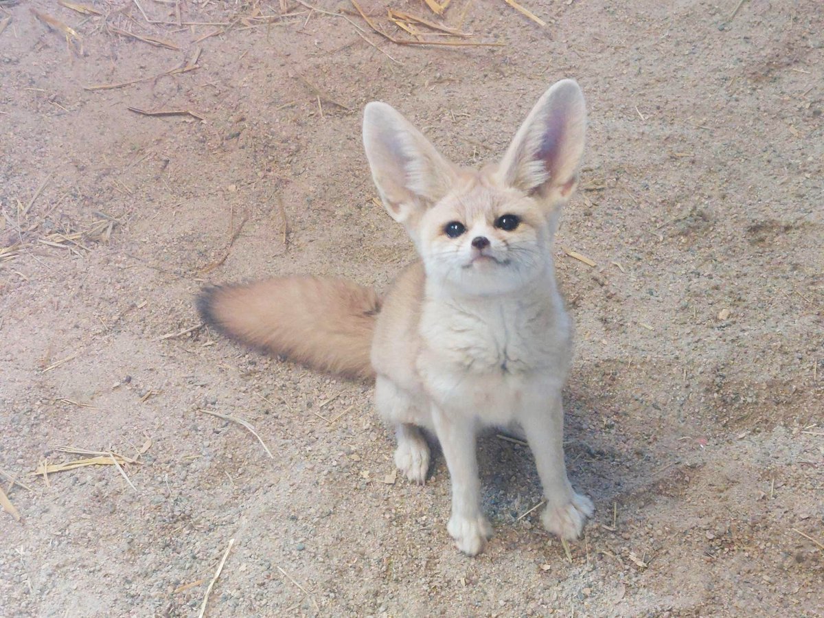 Good morning from Copper, waiting patiently for his breakfast. As the smallest member of the Canidae family, this furry guy weighs just three pounds! The largest is the gray wolf, which can reach 150 pounds.

#fennecfox #funfact #patienceisavirtue