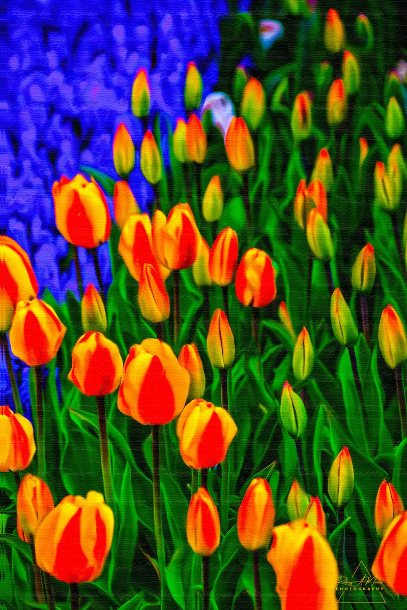 RodneyM94051401's tweet photo. @shutter_prince Taken in Central Park.  I then digitally painted and placed on a canvas texture background. 
#Flowers #fineart #homedesign https://t.co/CduEMTSuHd